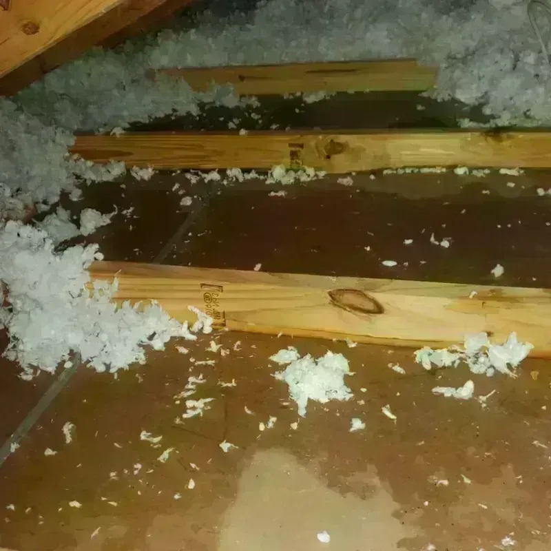 Attic Water Damage in Blooming Prairie, MN